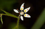 Michaux's saxifrage